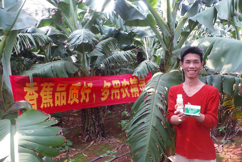 差距這么大， 是真的嗎？ 銀農(nóng)故事匯—香蕉篇