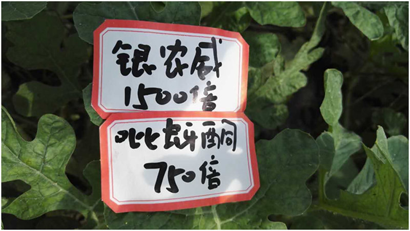 【探索】是什么讓黃蚜如此落敗？